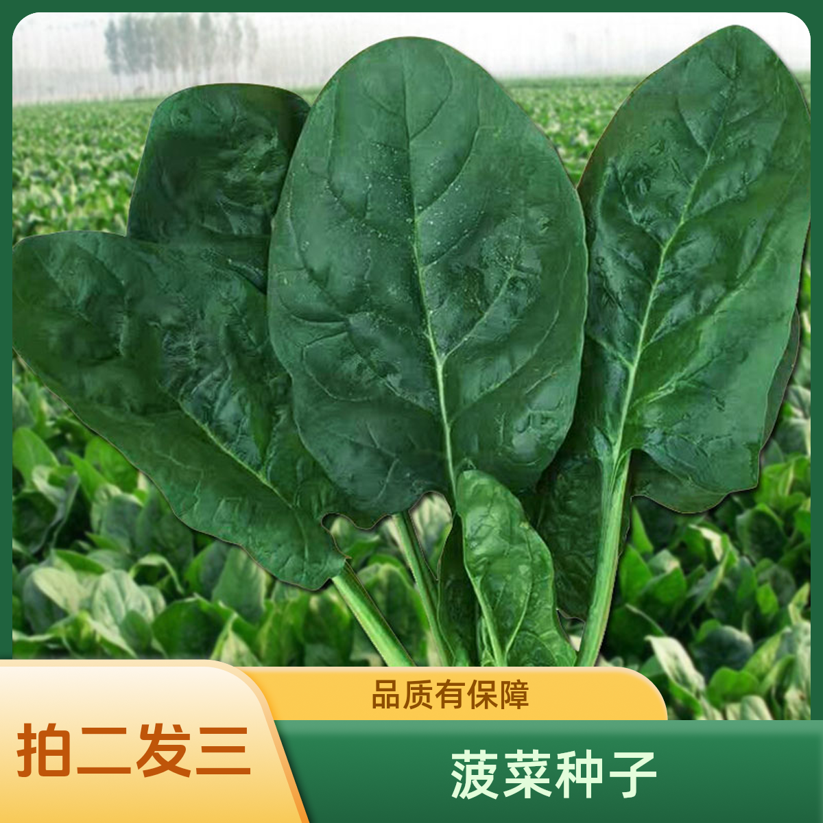 【拍二发三】耐抽薹 大叶菠菜种子  耐抽薹 大叶菠菜种子         