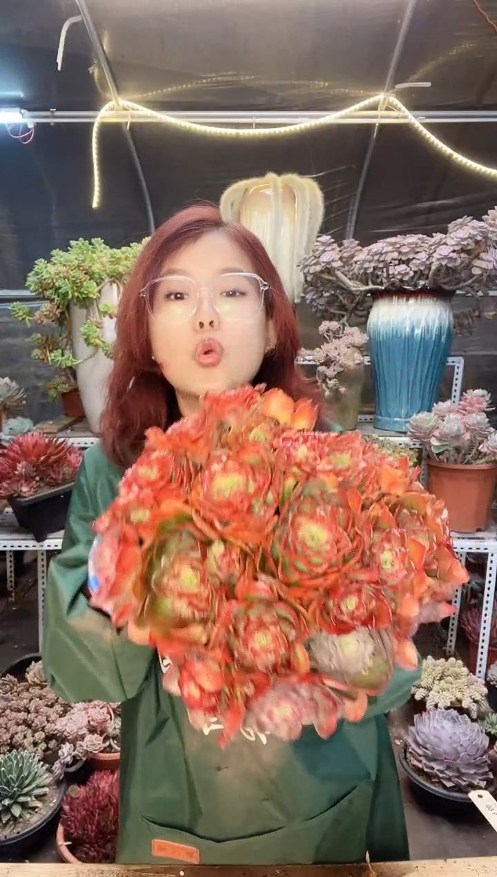 【闪购商品】高贵 带盆土发货 