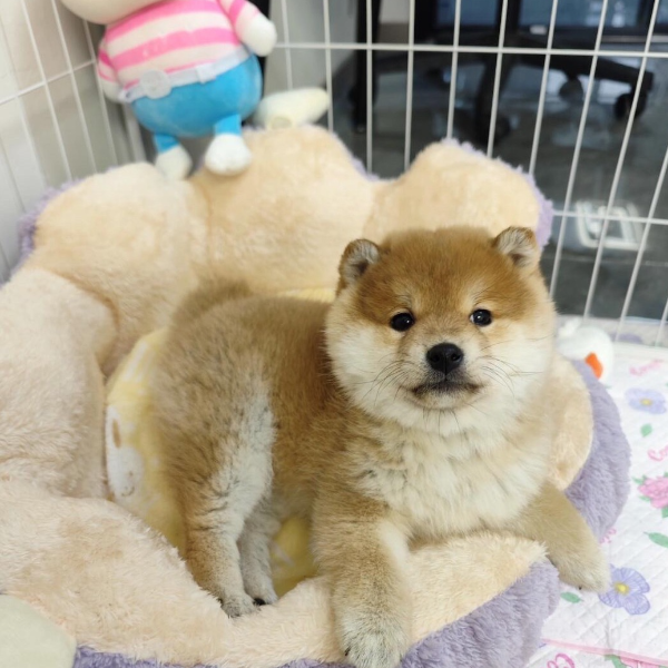 颖姐家的小柴柴犬豆柴幼犬聪明温顺可爱小狗