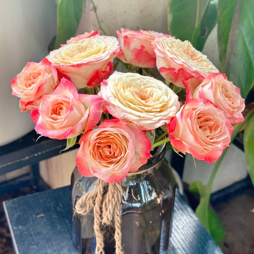 食梦日记【单头玫瑰】1单冷链包邮，远的发德邦