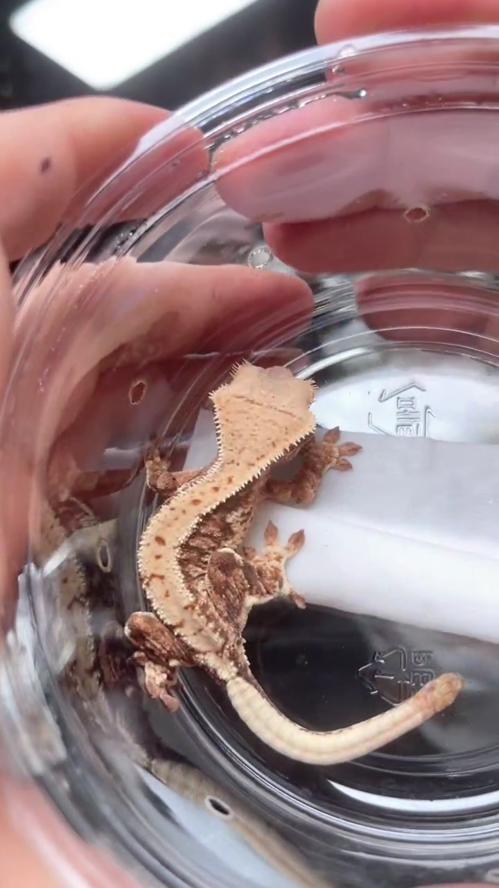 睫角守宫D35号莉莉白