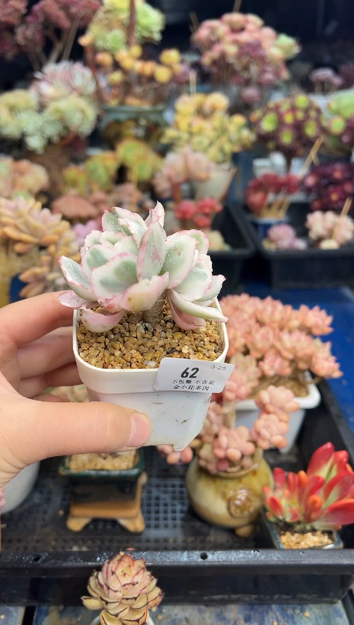【闪购商品】62不带盆