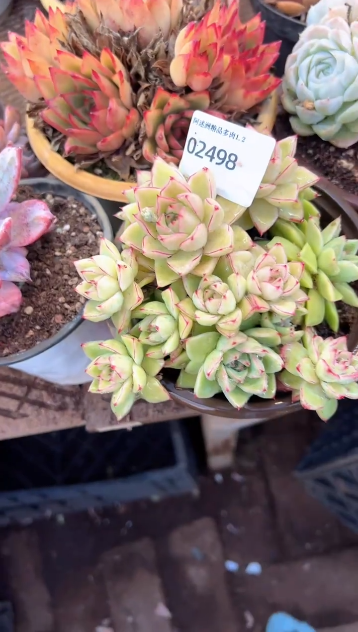 小*福多肉植物一物一拍02498