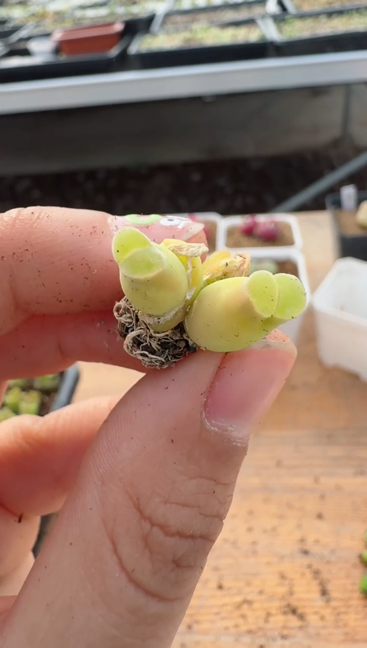 【闪购商品】17-94粉