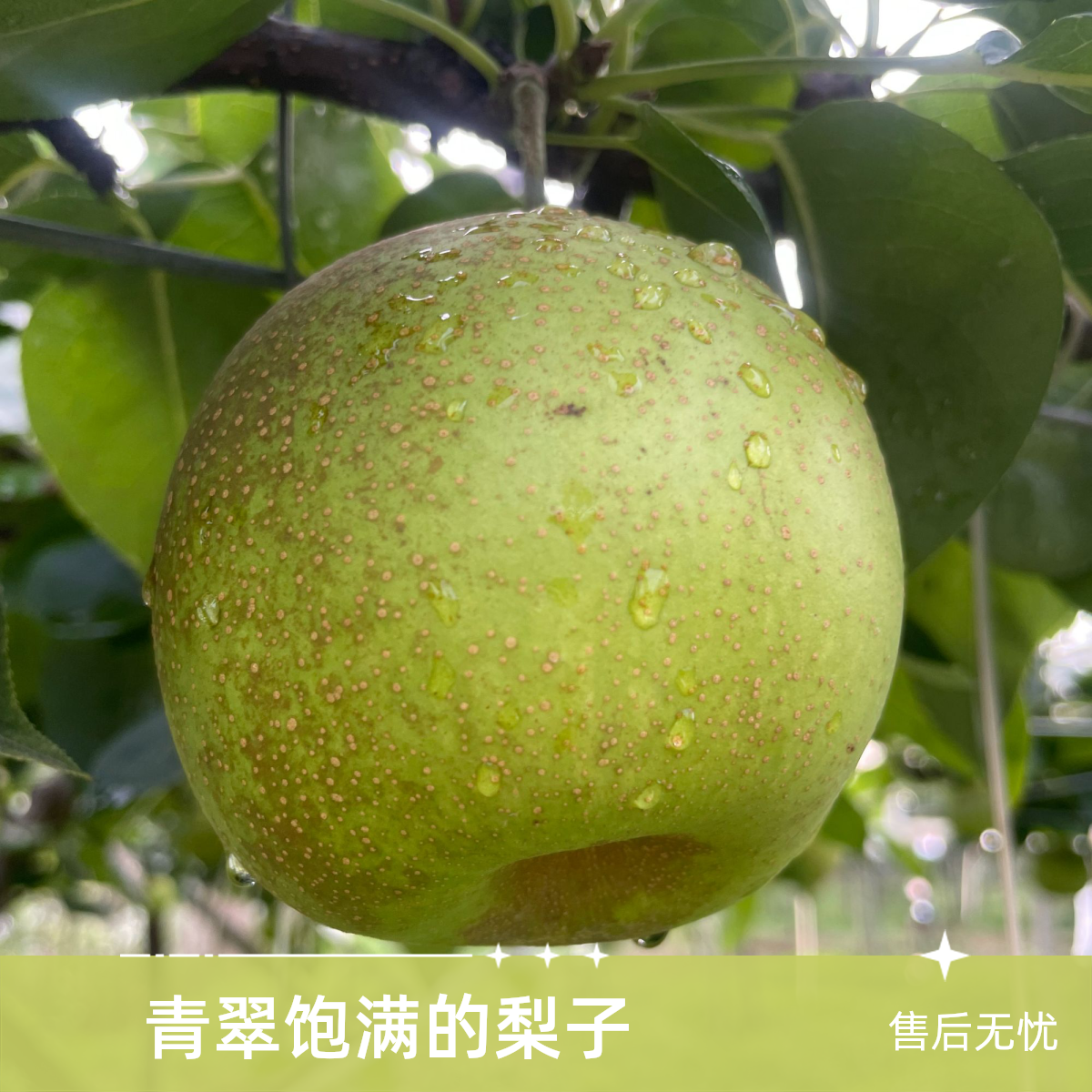 【顺丰包邮】湖北翠冠梨 梨园现采现发！江浙沪皖次日达！安徽省