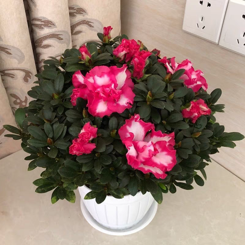 红西玛杜鹃花一年四季开花带花苞室内室外好养易活