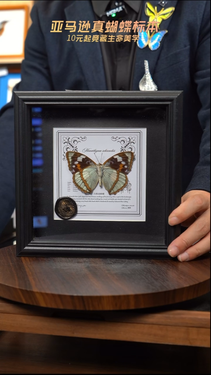 白斑迷蛱蝶反面7寸欧式方框