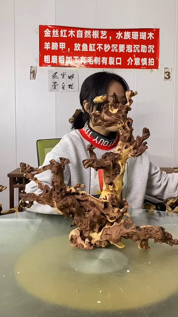 木刘*奇金丝红木  羊蹄甲