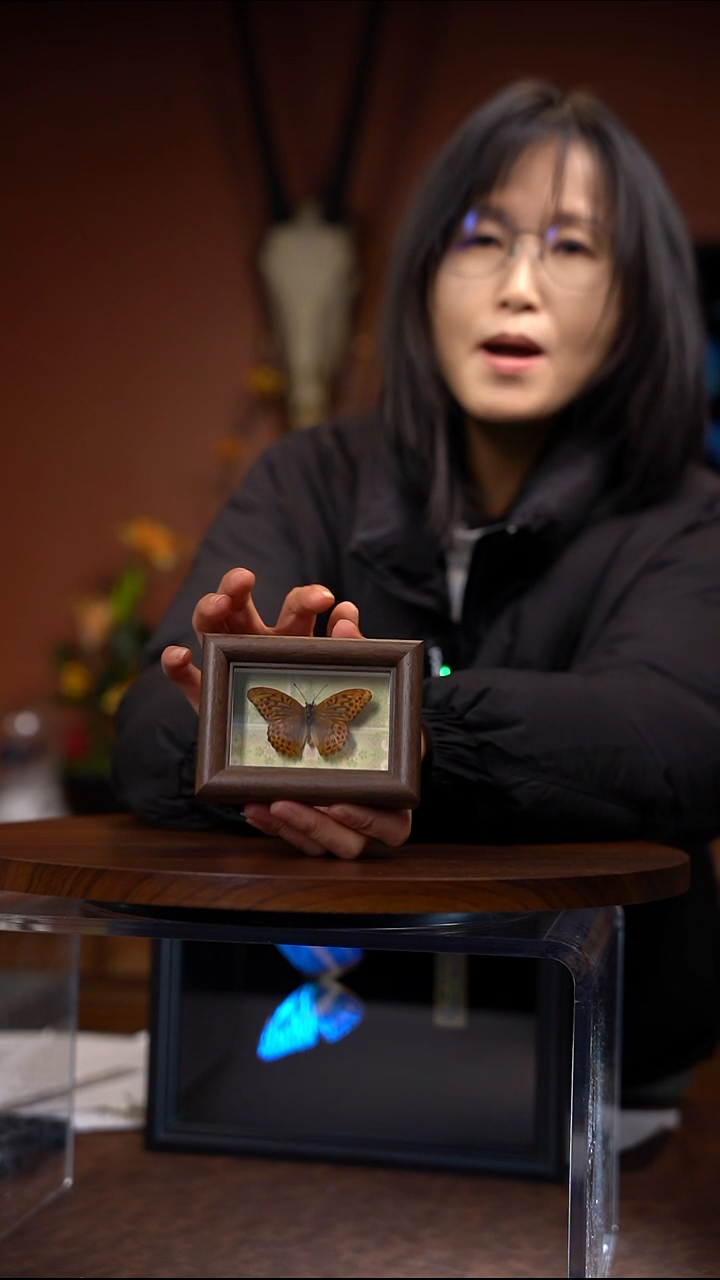 N344  豹蛱蝶 冰箱贴 木质框