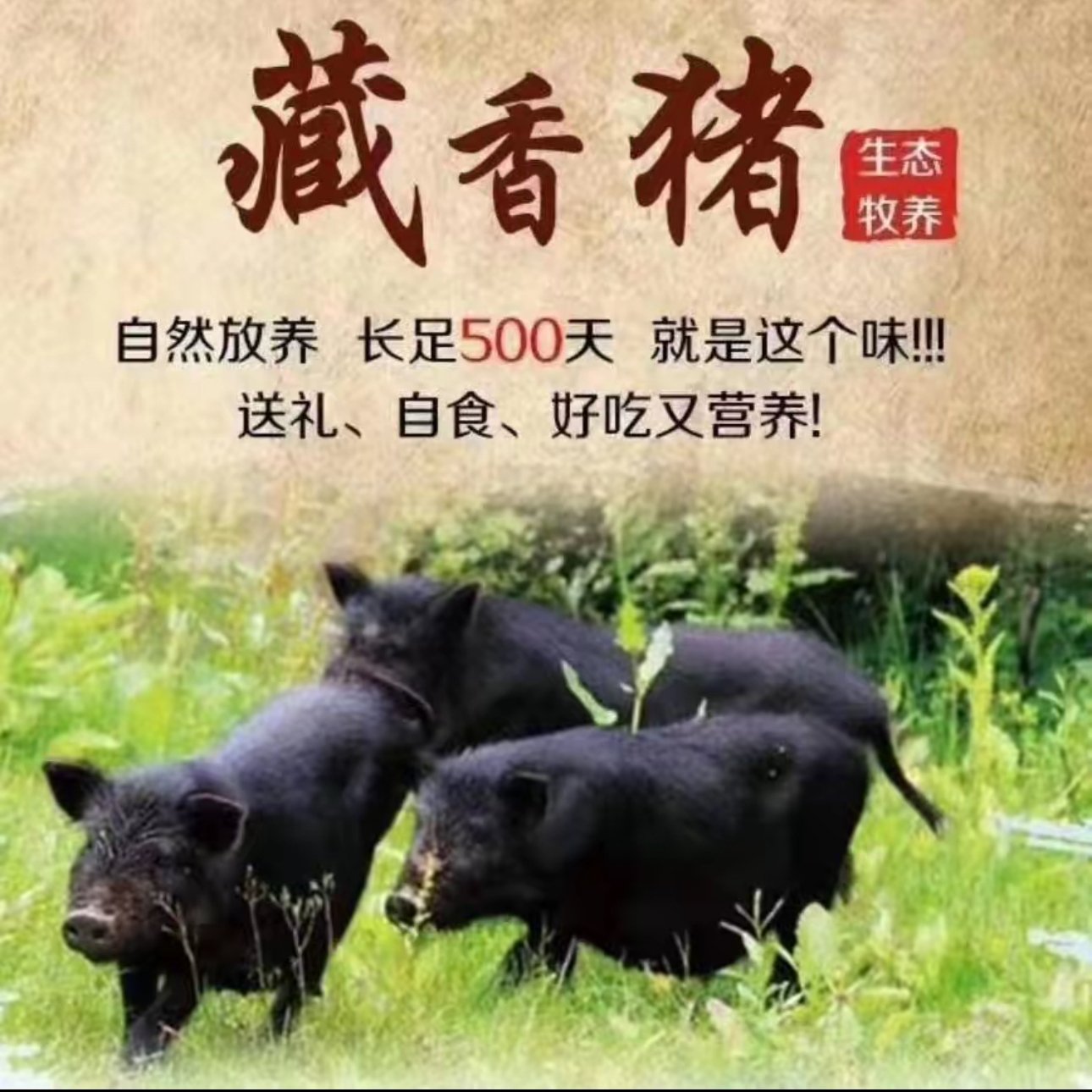 (九哥推荐)正宗农家大山散养跑山藏香猪肉质鲜甜