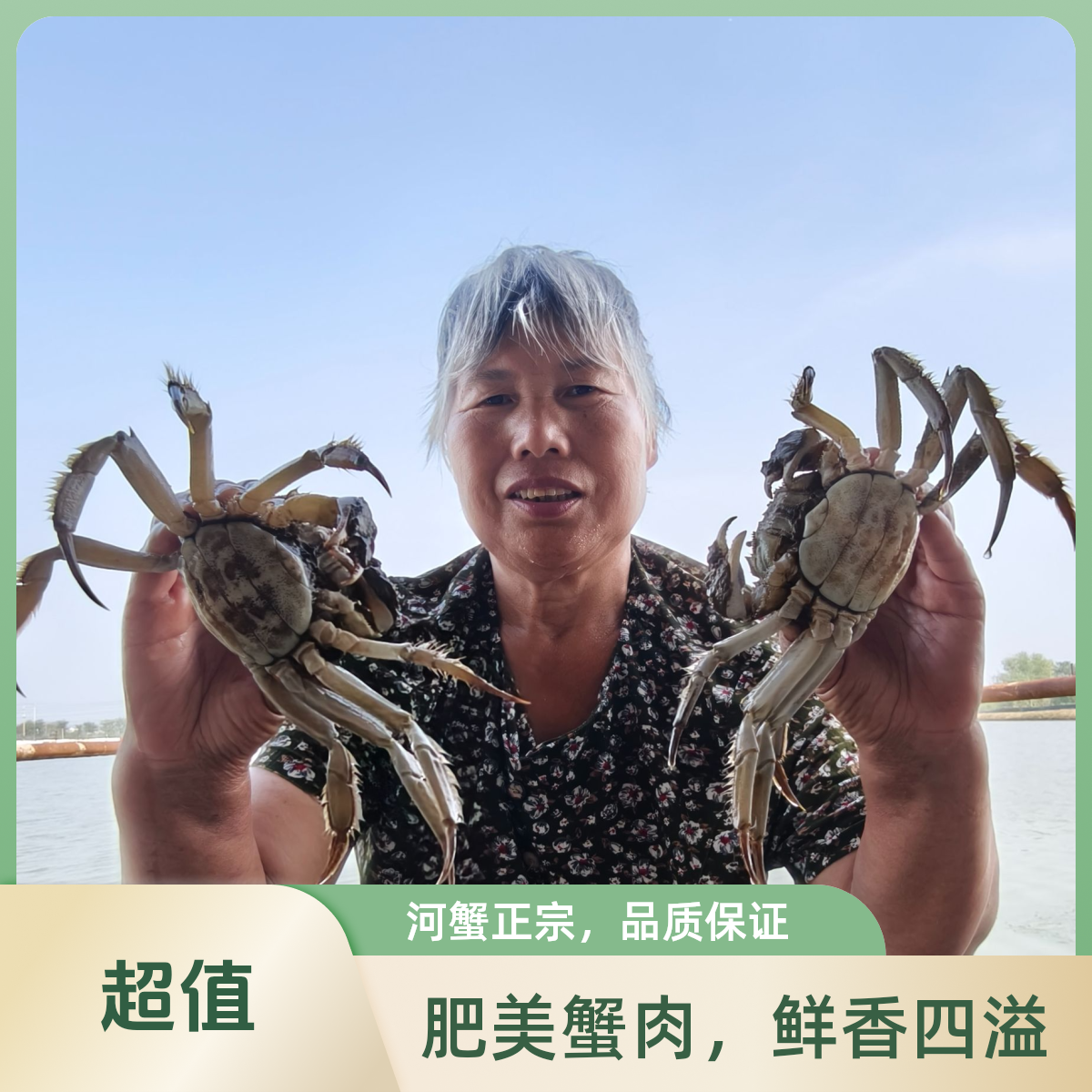 【活蟹】小花姑娘固城湖大闸蟹3两公母8只装蟹塘直发鲜活直达顺丰空运鲜活发货