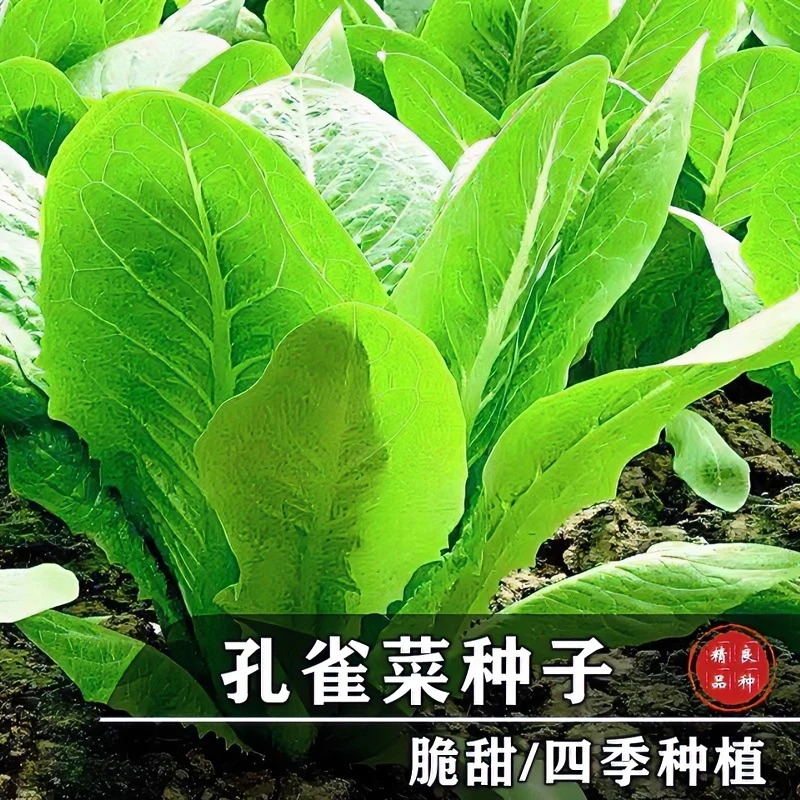 孔雀菜种子生吃脆甜高营养直立生菜春秋可作沙拉蔬菜种植