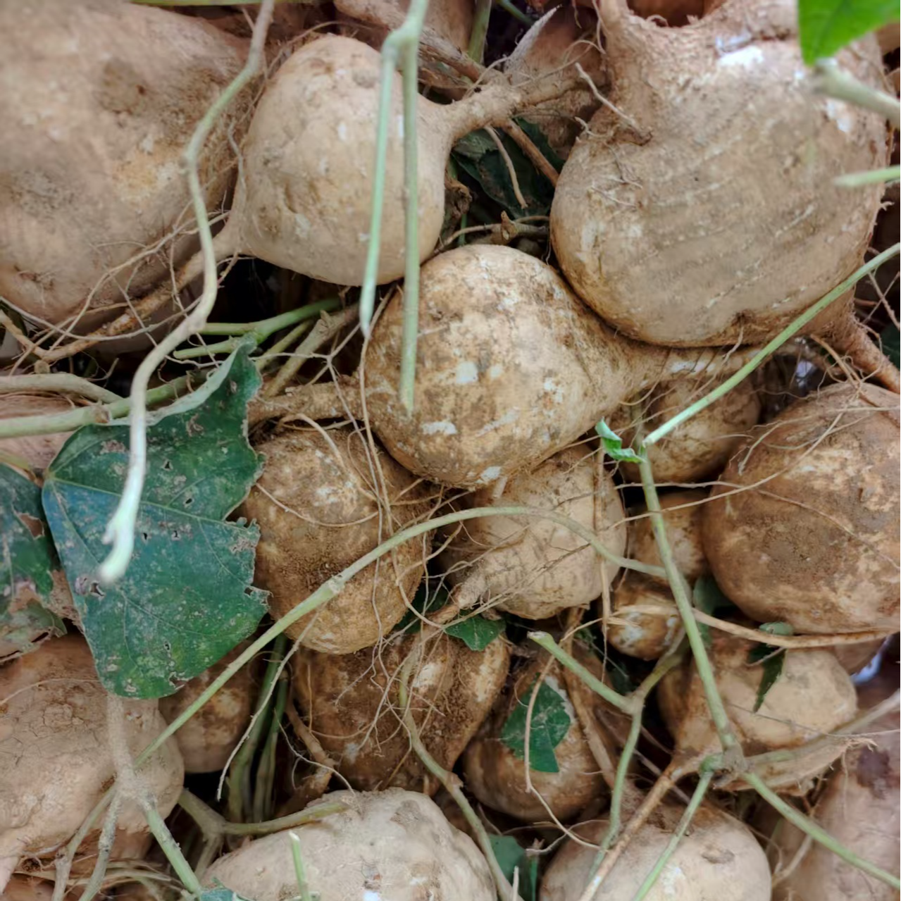 湘西农家新鲜凉薯脆甜无渣可生吃的地萝卜水果自产自销亏
