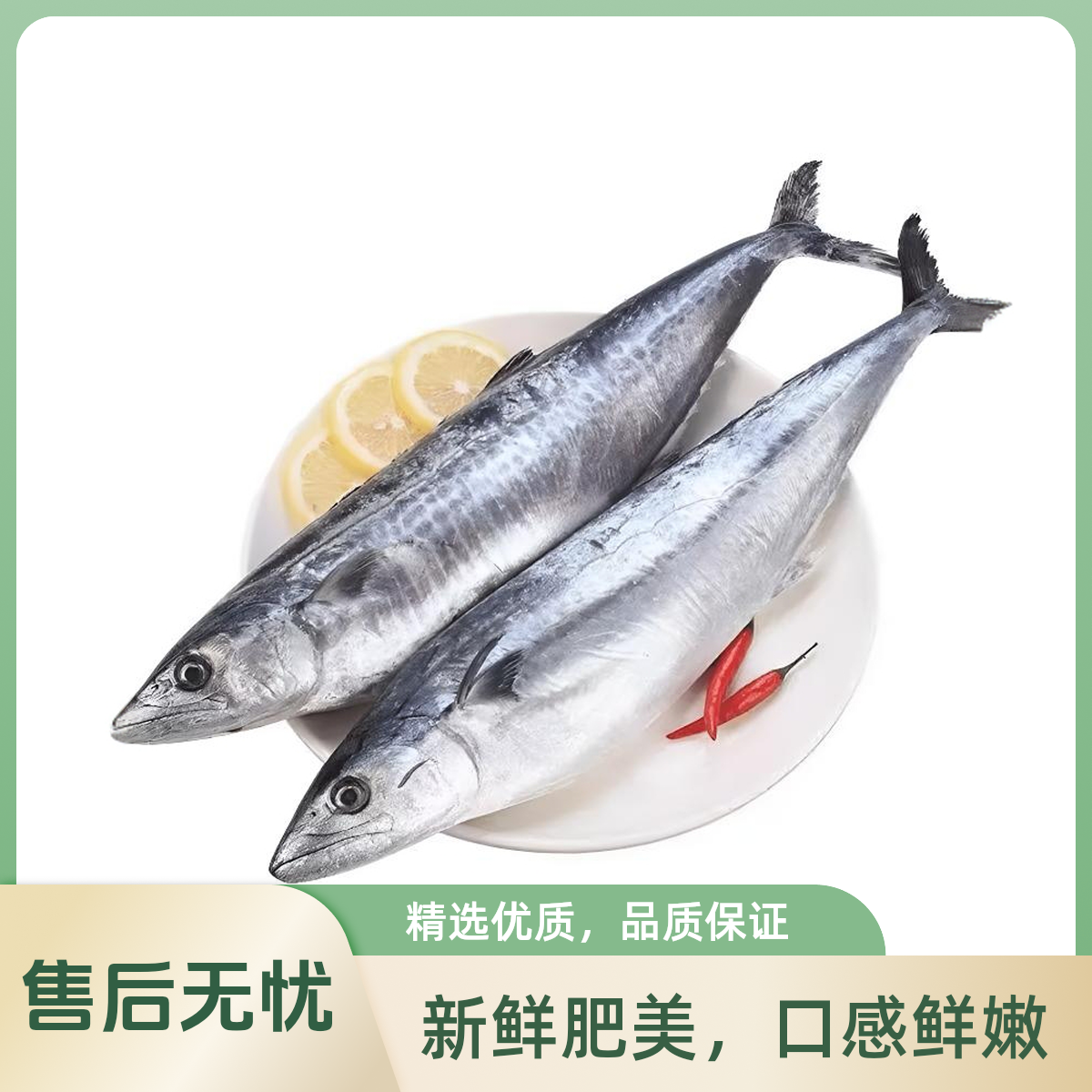 新鲜燕鲅鱼顺丰发货山东威海美味海鱼