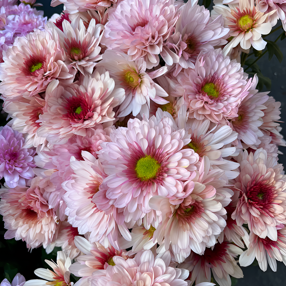 【波多利斯克】盆栽菊 庭院阳台耐热耐寒花期长花量大 新手易养护