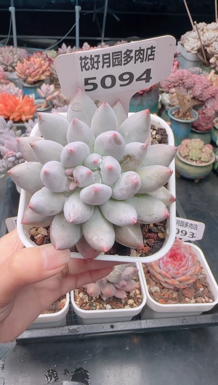 【闪购商品】5094.