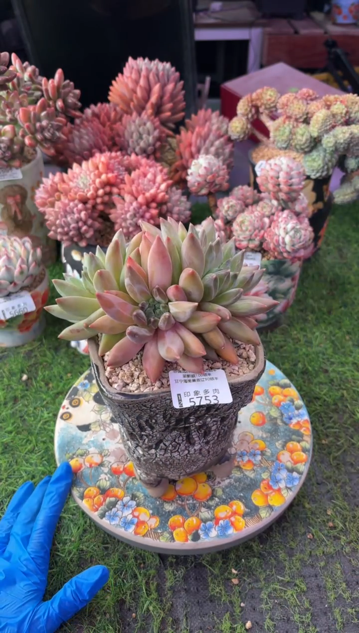 昆明印象多肉5753