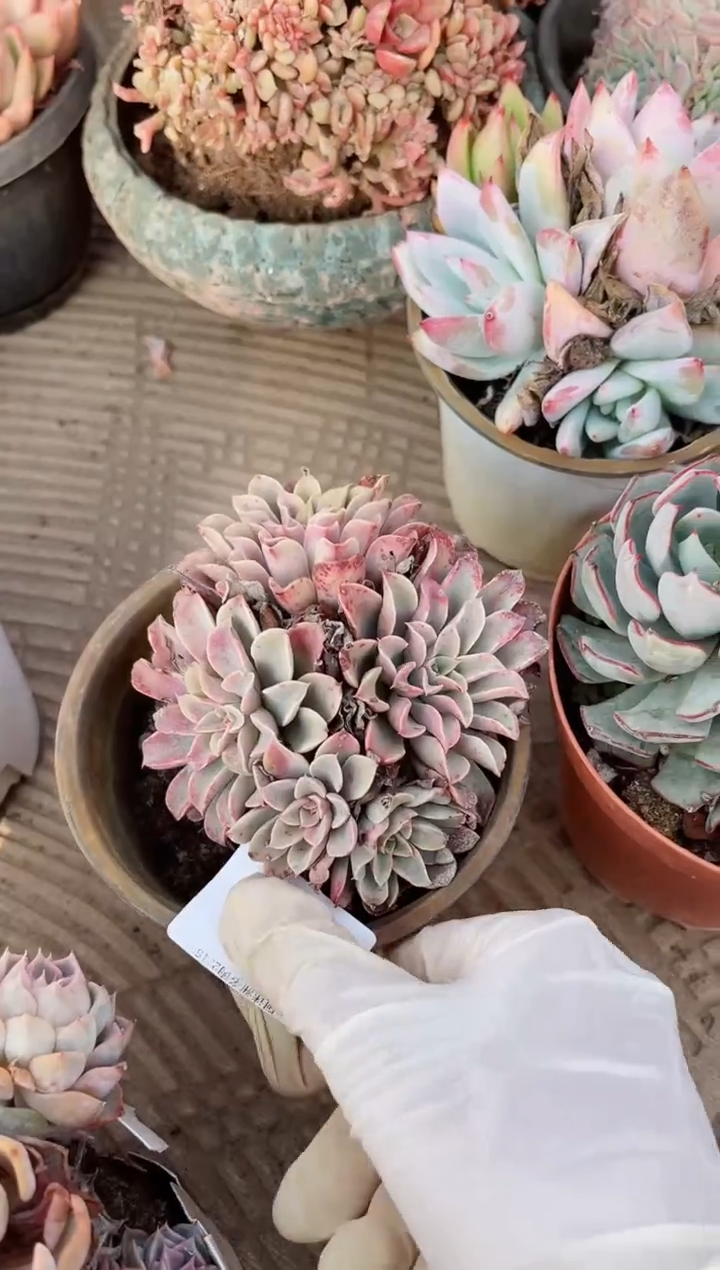 【闪购商品】15225