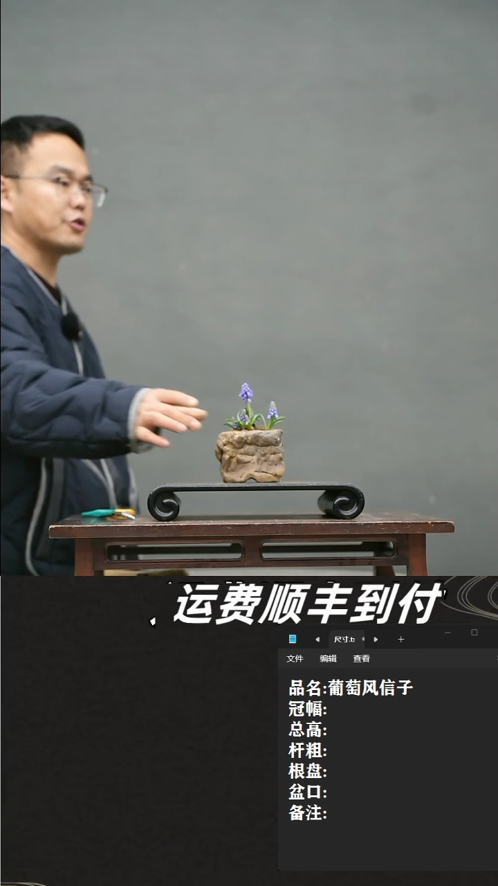 【闪购商品】7  葡萄风信子