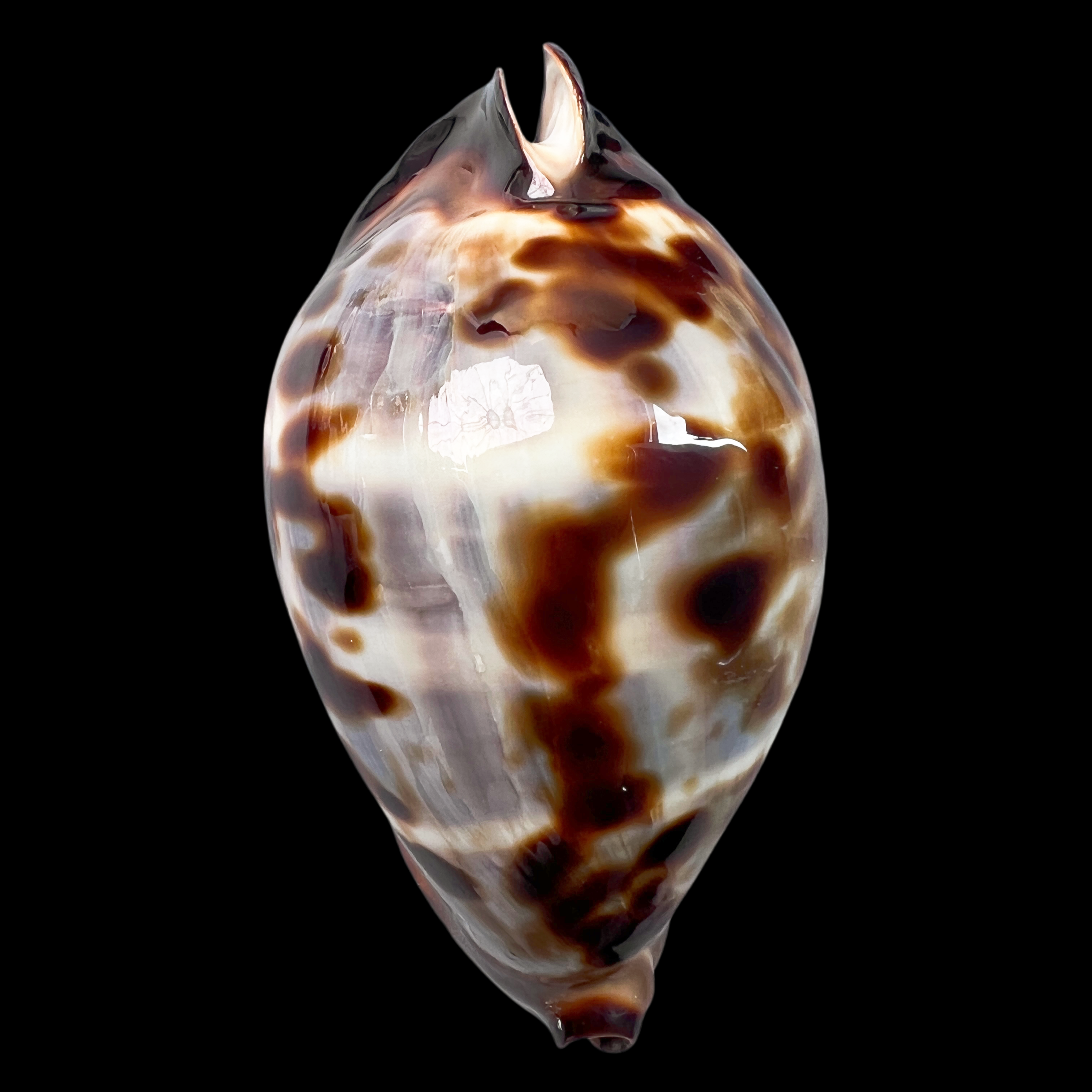 【富人帝宝螺】61.1mm （名贝）产地：西澳 贝壳B7