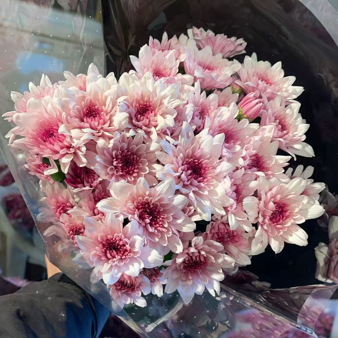 草莓冰淇淋 小雏菊全店任意N单一个运费