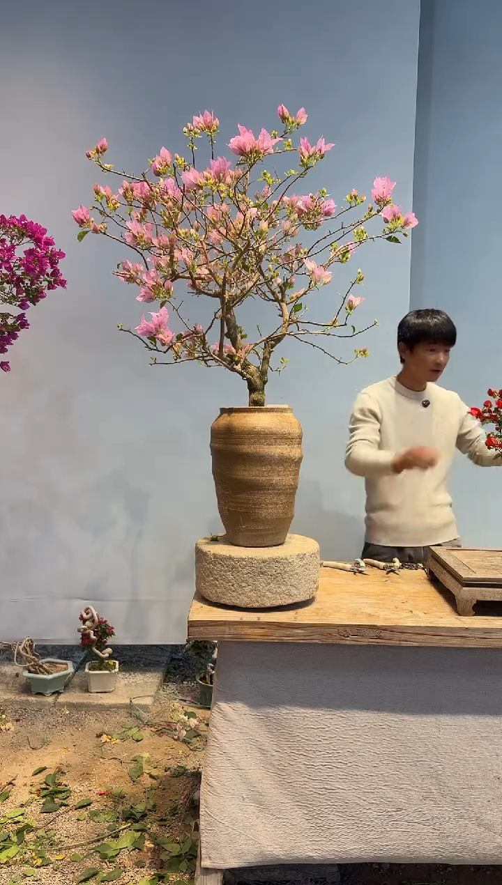 以实际为准三角梅5