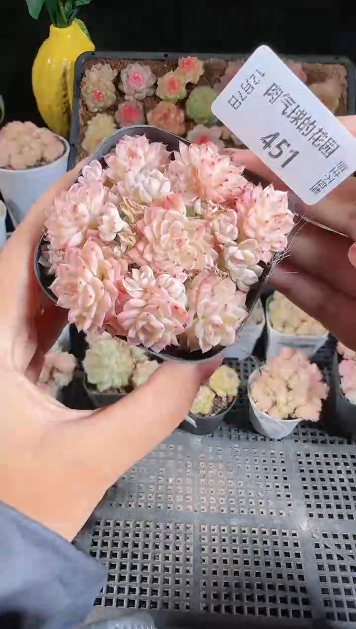 1207-451多肉群生不包整