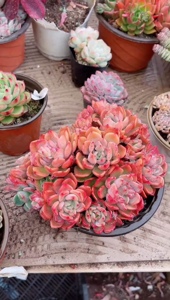 【闪购商品】03663