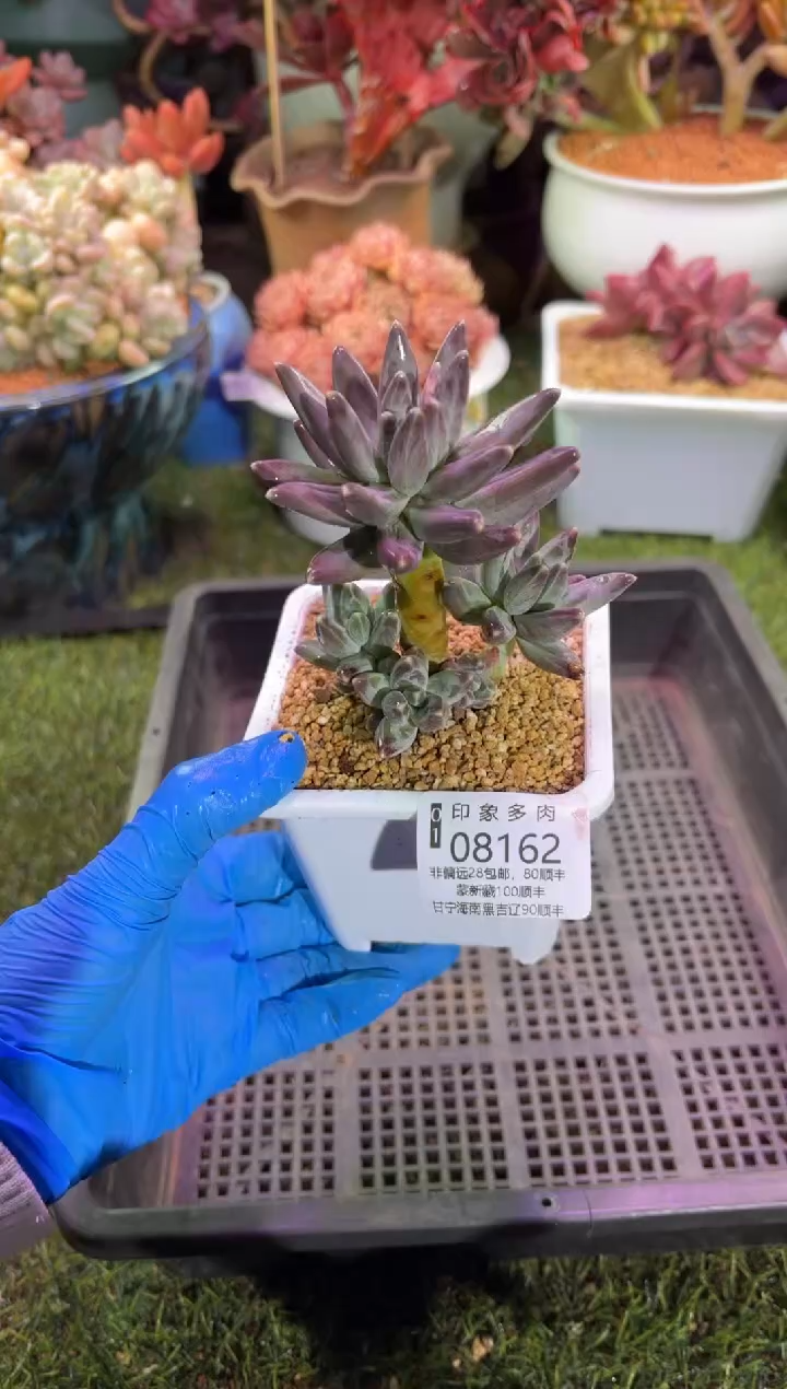 【闪购商品】08162