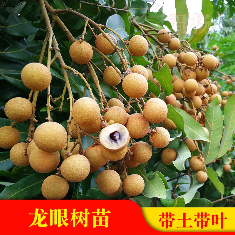 【正宗四季龙眼树苗】云南发货嫁接果树苗南北方种植盆栽地栽果树苗商品图