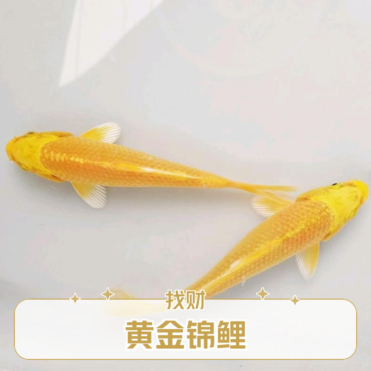 黄金锦鲤招财中小型观赏鱼