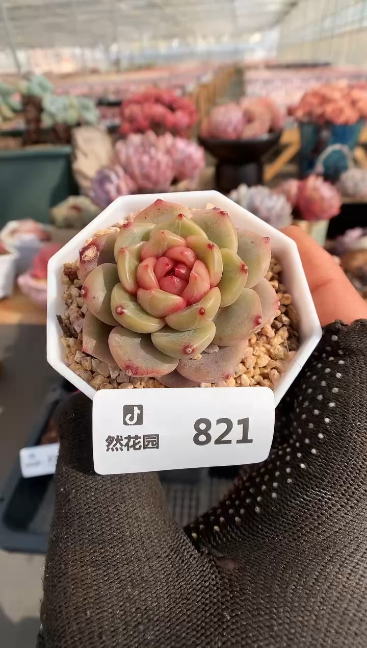 【闪购商品】821糖心一物一拍