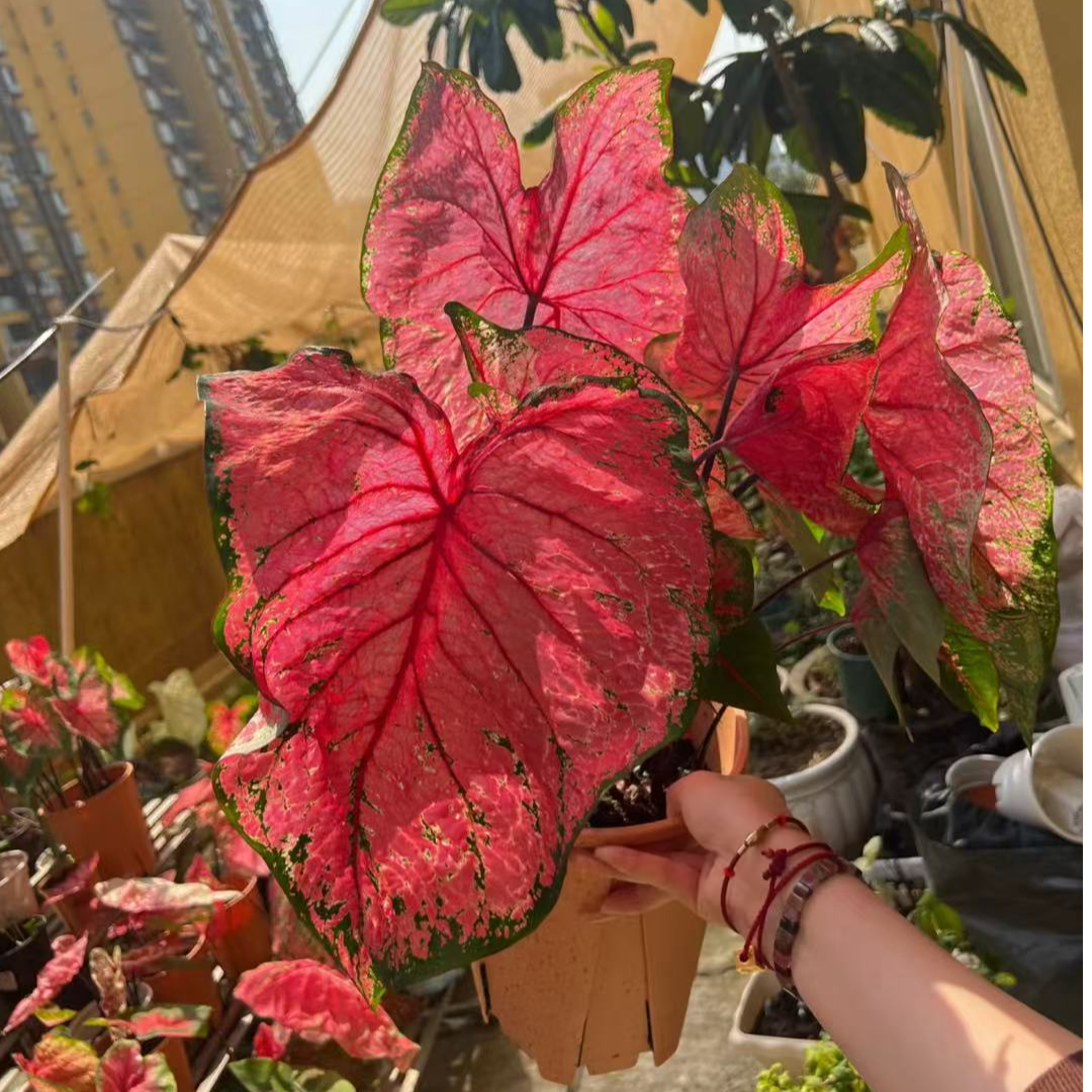 【消防员】美国彩叶芋种球原盆原土ins风耐晒好养颜色鲜艳