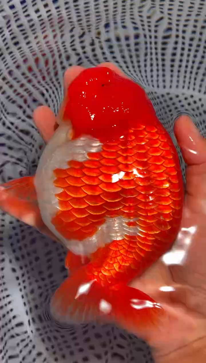 金鱼（运费到付，马印灯下展示）福州追鱼兰寿金鱼