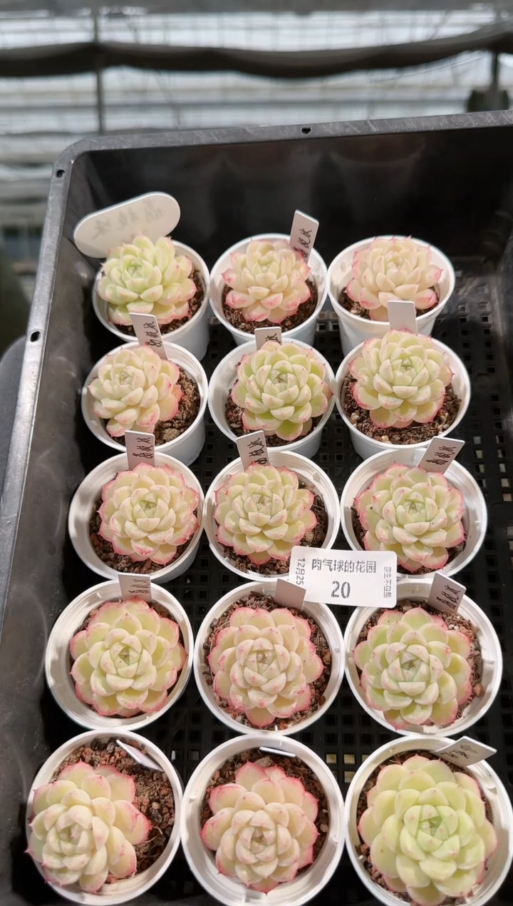 1225-20荔枝冰多肉量拍任意发一颗群生不包整