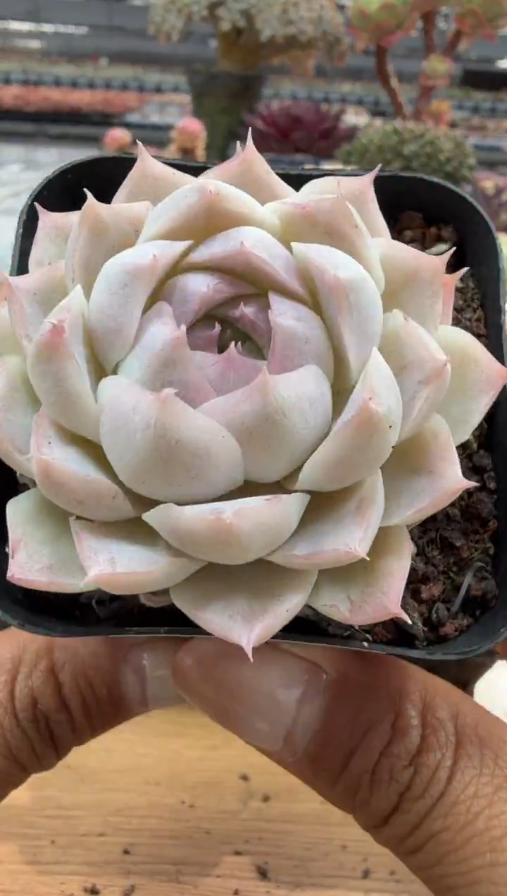 东云多肉园二店-140