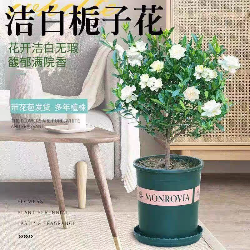 独杆小叶栀子花盆栽花卉四季开花带花苞大花浓香大颗好养植物室内