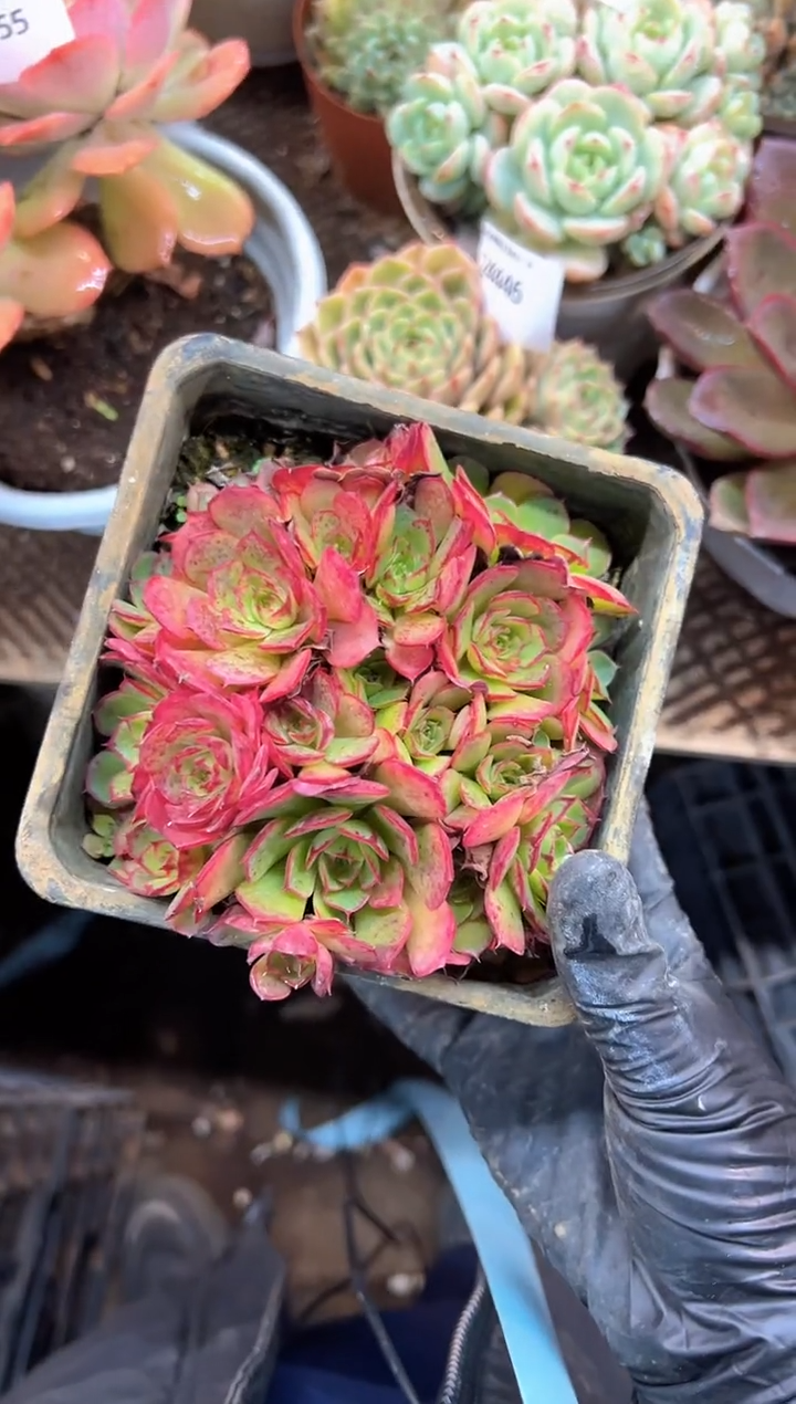 提**苏多肉植物一物一拍24457