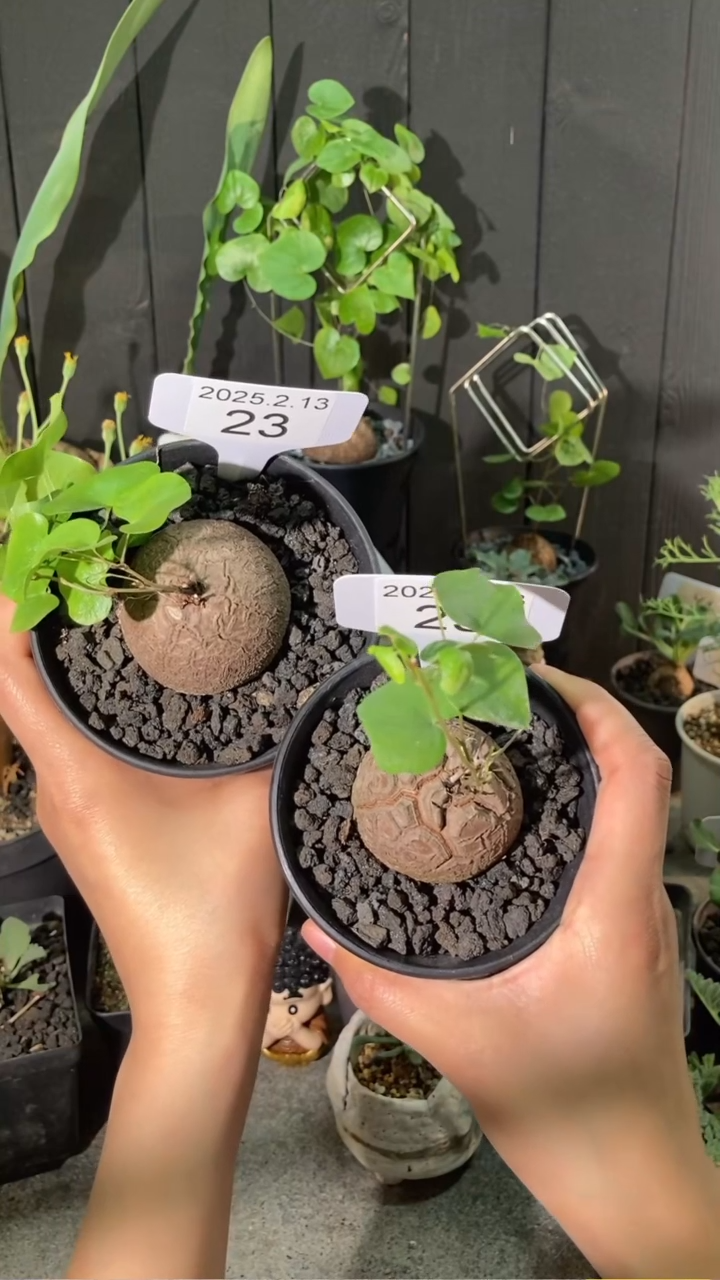 【闪购商品】南非龟甲龙2.13.23