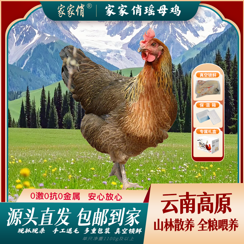 家家俏瑶母鸡现抓现杀全国包邮 包冰率不含冰