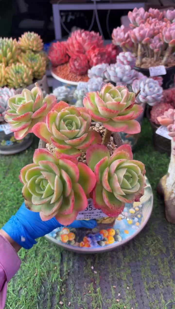 昆明印象多肉5530