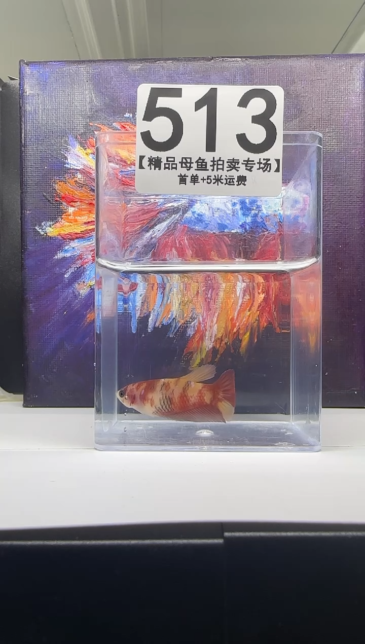 斗鱼母鱼编号：513