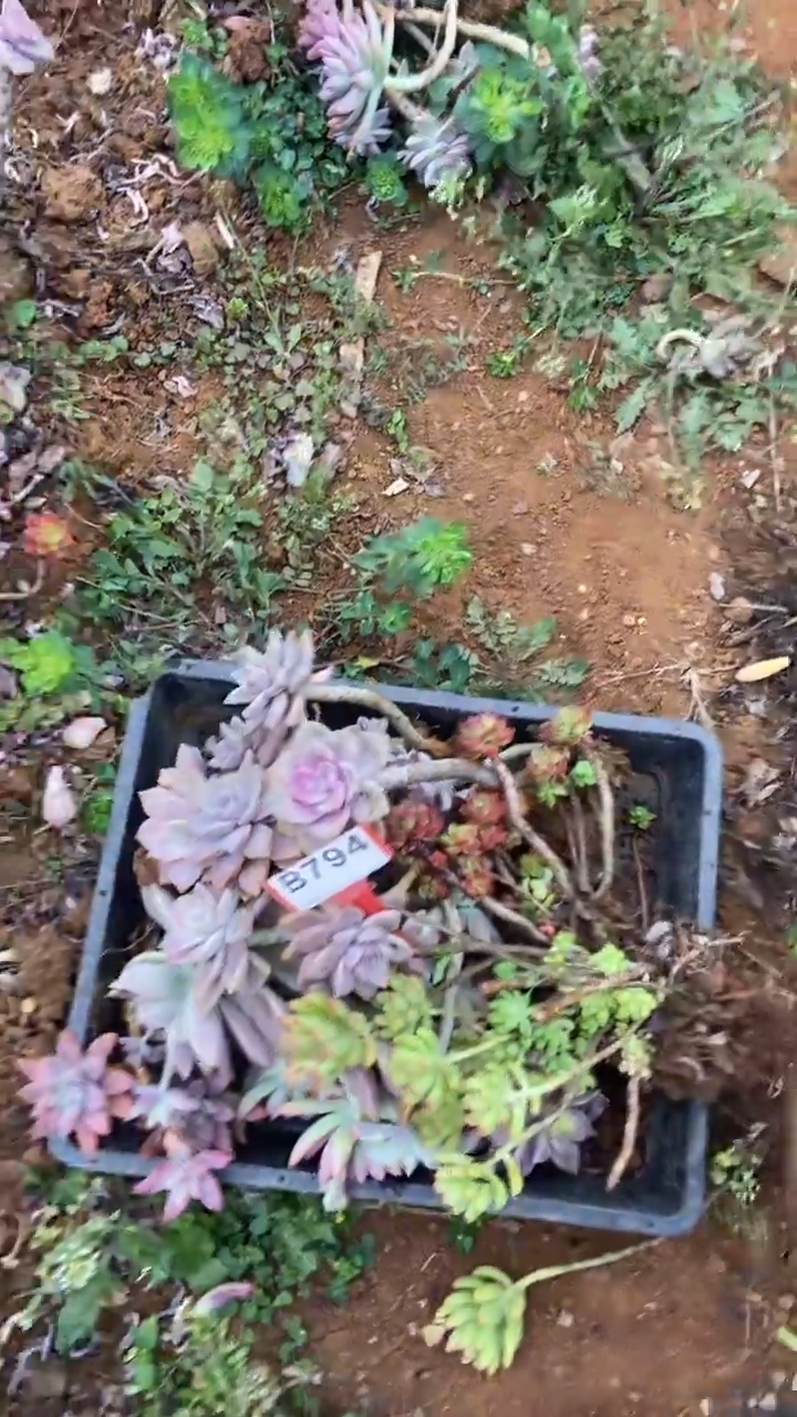 【闪购商品】B794清风花木兰多肉组合