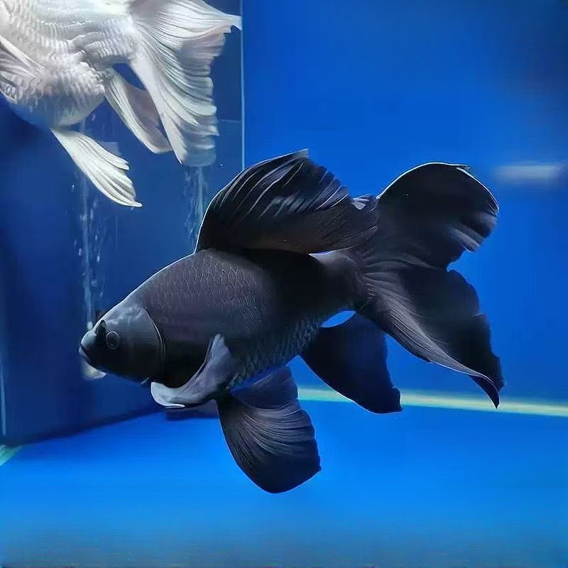 【微瑕处理】纯种白蝴蝶鲤冷水观赏鱼大鳍大尾好养耐活适合混养