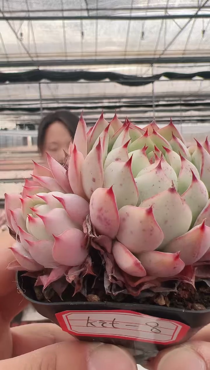 【闪购商品】kit-8