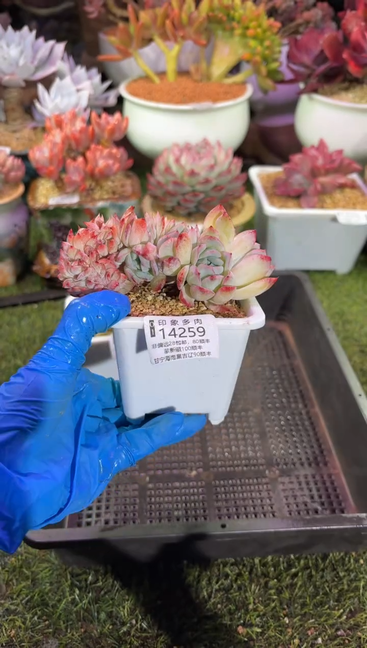 【闪购商品】14259