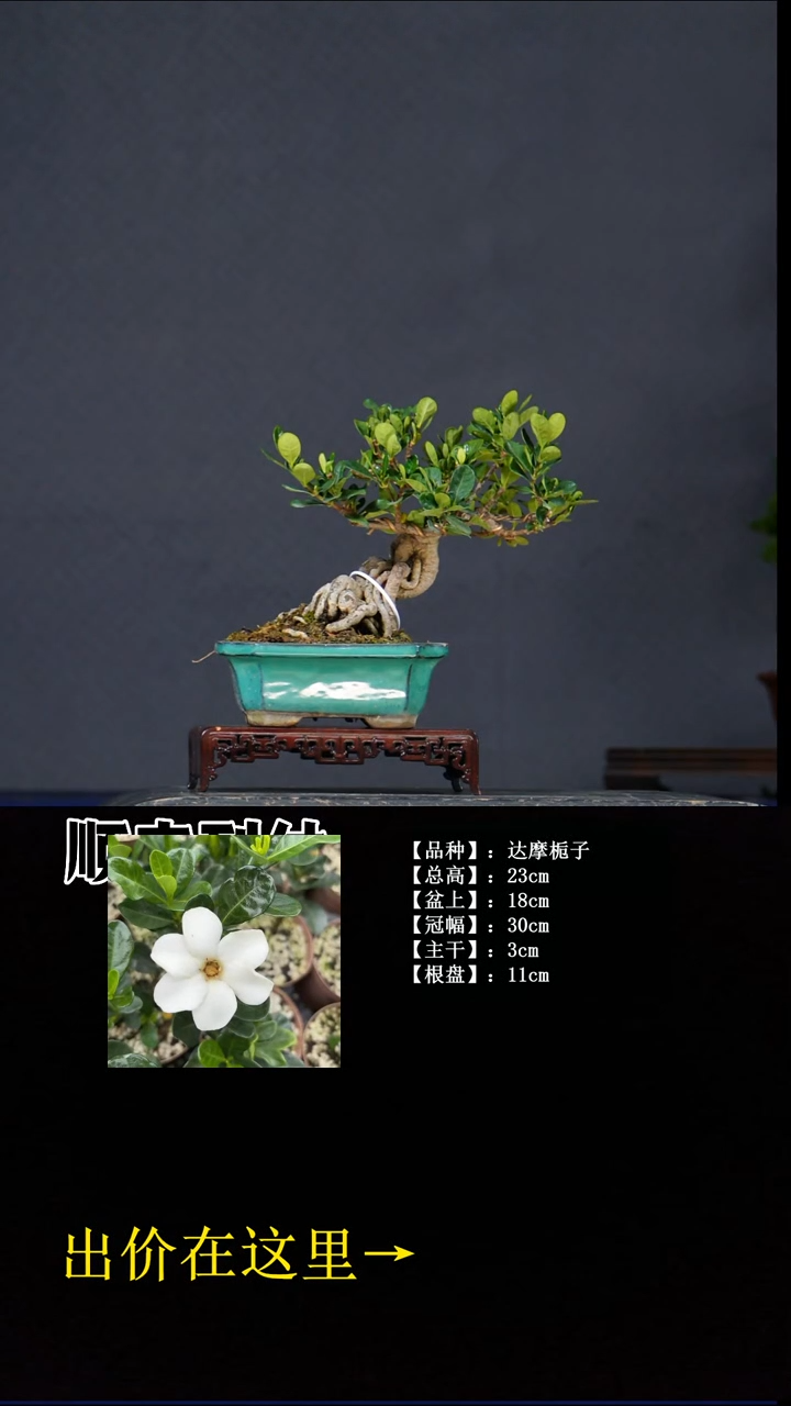 无花朵达摩栀子 不包邮
