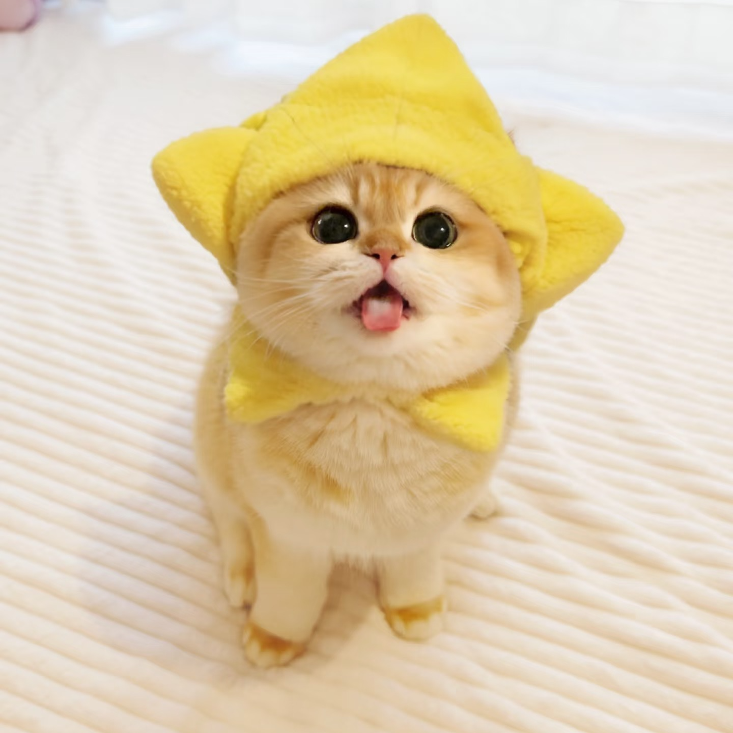 {雪姐淘猫}猫咪活体有合同有质保专属链接