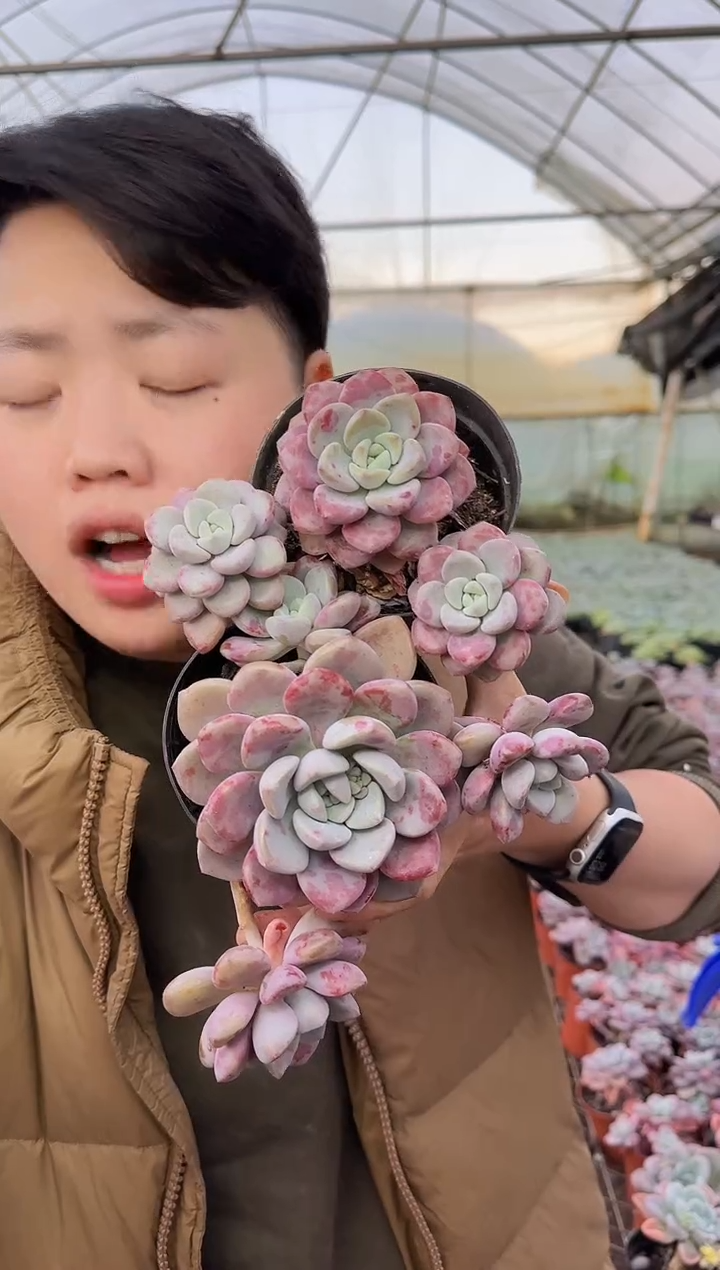 架子上多头花斑露2颗4.88