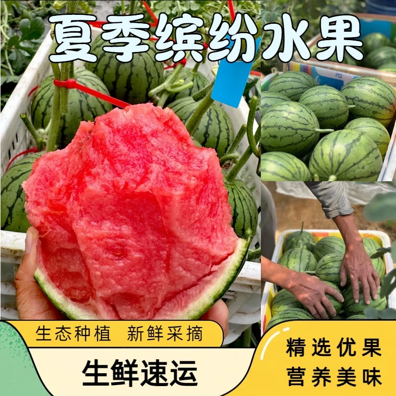 新鲜现摘2k小西瓜